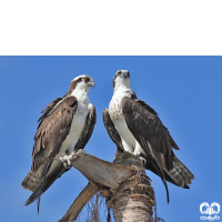 گونه عقاب ماهیگیر Osprey